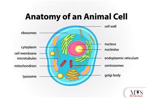 Types and Structure of Animal Cell