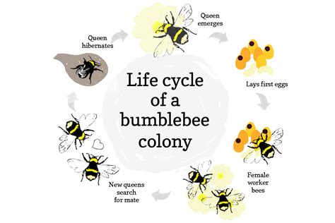 Queen Bumble Bees Diagrams