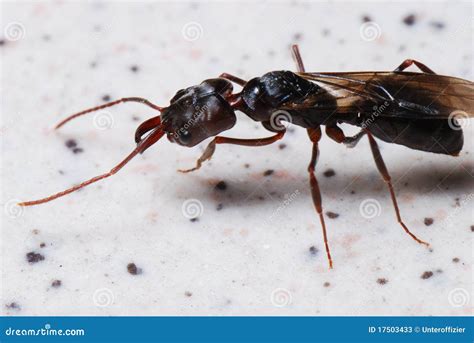 Winged Ant With Mandibles Stock Photos - Image: 17503433