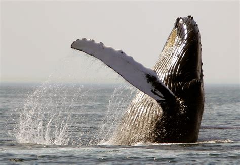 Baleen whales may be changing their travels because of warming climate | Humpback whale, Whale ...