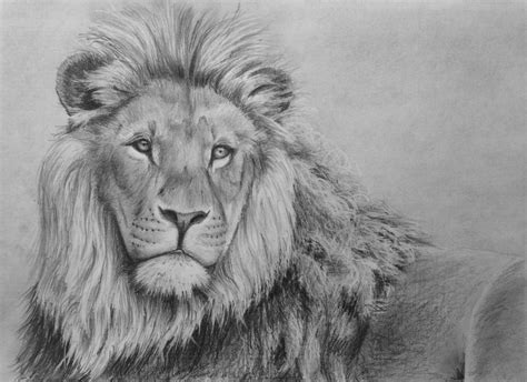 How to Draw a Lion in Pencil — Online Art Lessons