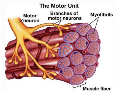 FUNCTIONAL ANATOMY - Motor Units Flashcards | Quizlet