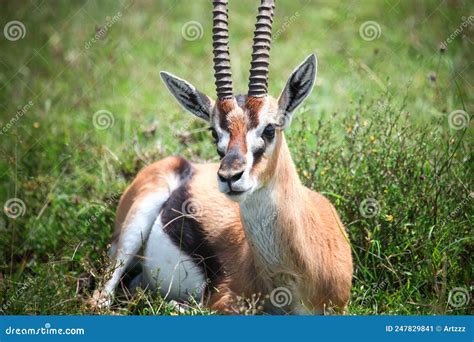 Thomson`s gazelle stock image. Image of green, closeup - 247829841