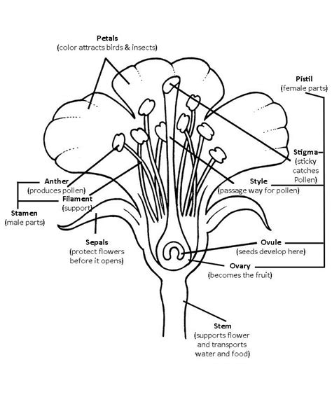 Parts Of A Flower Diagram Worksheet