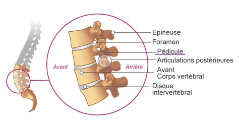 Pédicule vertébral : Définition et anatomie