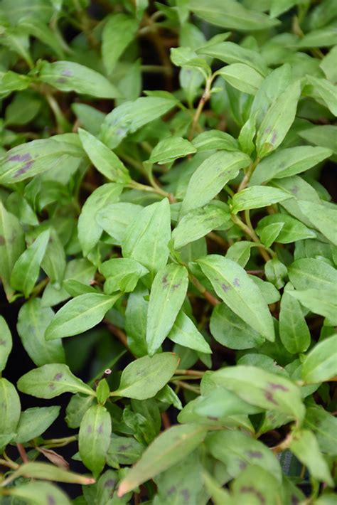 Vietnamese Coriander (Persicaria odorata) in Vancouver Victoria Burnaby Penticton Coquitlam ...