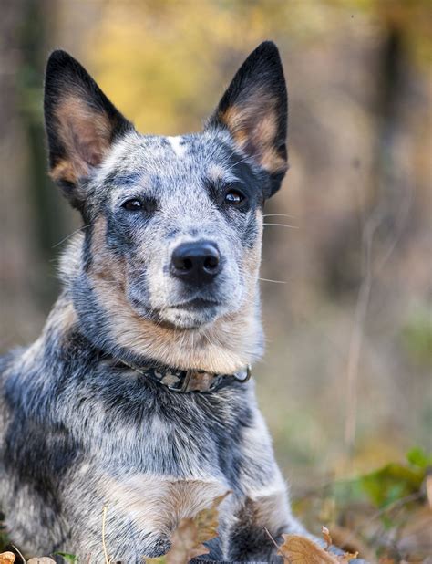 261 Blue Heeler Names - Trending To Traditional And Cattle Dog Themed