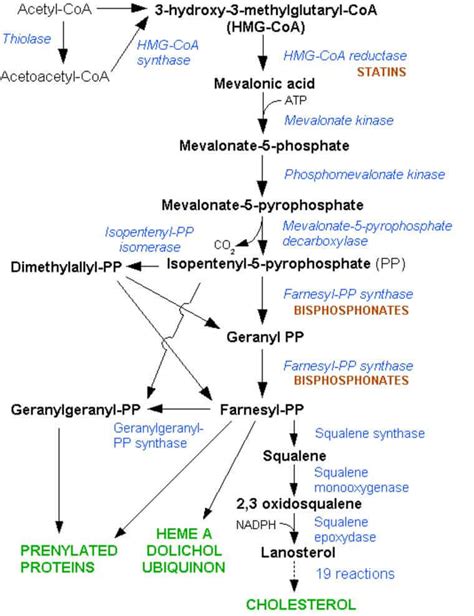 Cholesterol Synthesis Mnemonic | Epomedicine