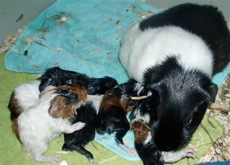 Guinea Pig Giving Birth