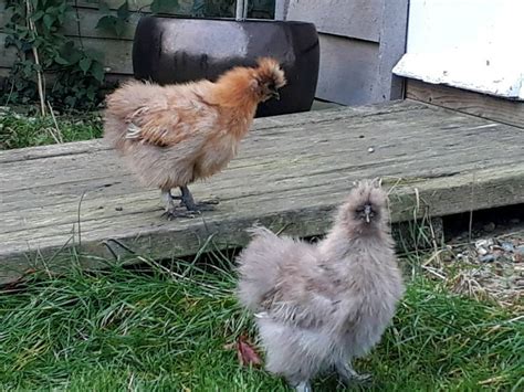 Miniature Silkie Chickens | in Faversham, Kent | Gumtree