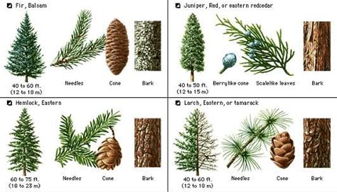 Pine Tree Identification Guide | Tree identification, Types of pine trees, Tree leaf identification