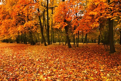 8 Things You Didn’t Know About Fall Leaves • Ivan's Tree Service