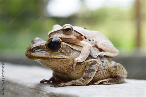 Frogs are mating on wall , Amphibians in tropical Asia , Local creature in Thailand ...