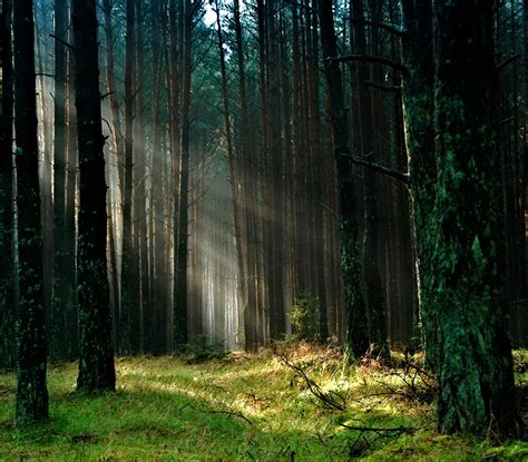 Foto stok gratis tentang alam, cahaya matahari, hutan, latar belakang hutan, lingkungan hidup ...