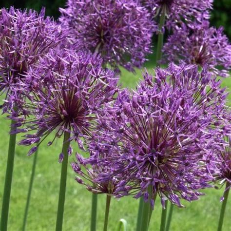 Allium 'Purple Rain' – Garden Wildlife