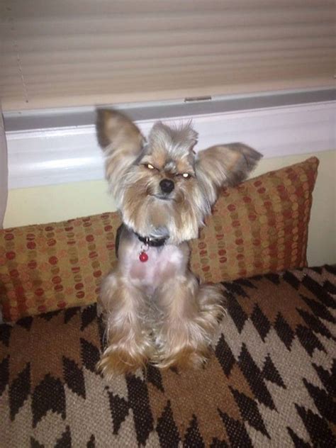 23 Hilariously Awful Dog Haircuts