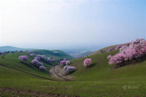 Majestic and stunning sea of apricot blossom in China – Vuing.com