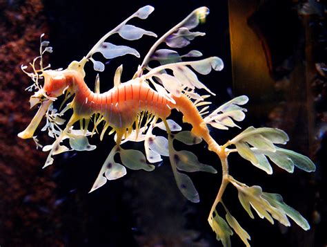 Download Seahorse Animal Leafy Seadragon Wallpaper