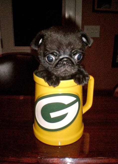 Pug in a mug - Teh Cute