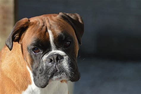 3 Boxer Dog Colors (With Pictures) | Hepper