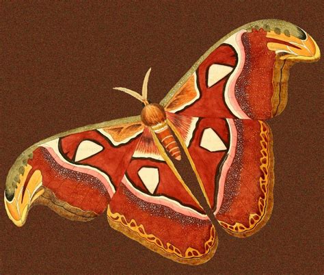 Atlas Moth Illustration in Full Color from ReusableArt.com