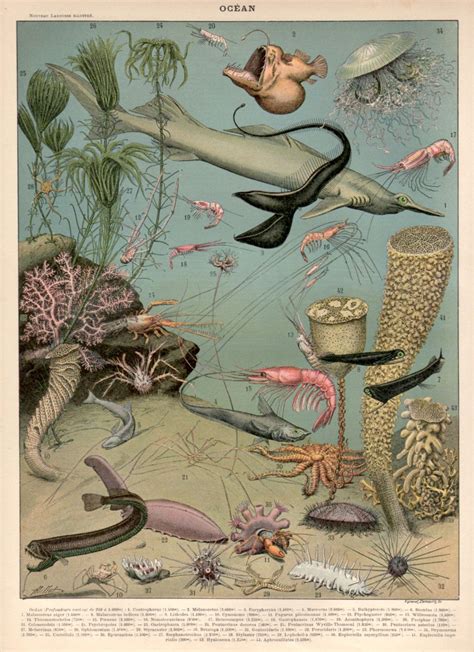 1897 Print Life Poster, A4 Poster, Posters, Deep Sea Life, Nature Prints, Art Prints, Sea Life ...