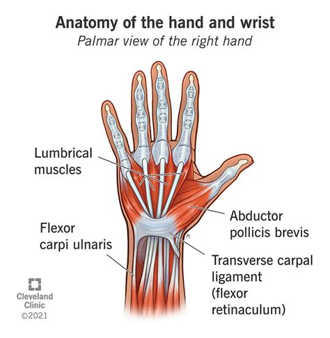 Bones Of The Hand Anatomy Earth S Lab | Hot Sex Picture