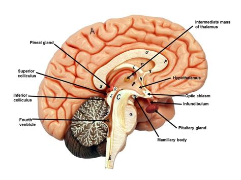 Brain Models