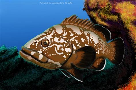 Epinephelus marginatus by TopGon on DeviantArt