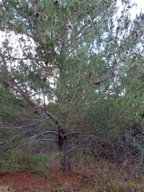 Gardening South Florida Style: Native Florida Sand Pine Scrub Land