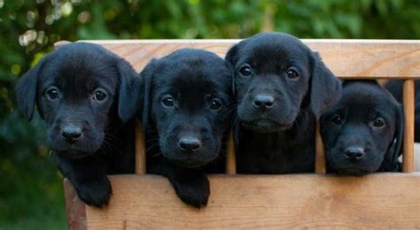 Black Lab - Your Guide To The Black Labrador Retriever - The Labrador Site