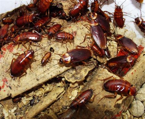 what-does-a-roach-nest-look-like-3 - Pest Hacks