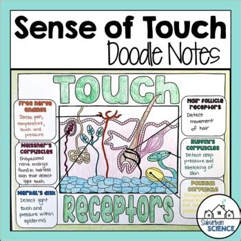 Sense of Touch - Touch Receptors Doodle Notes & Diagrams by Suburban Science