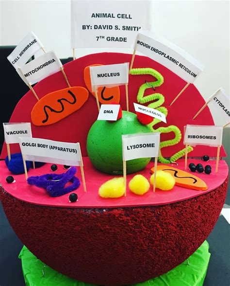 Animal Cell Diagram 3d Model Project