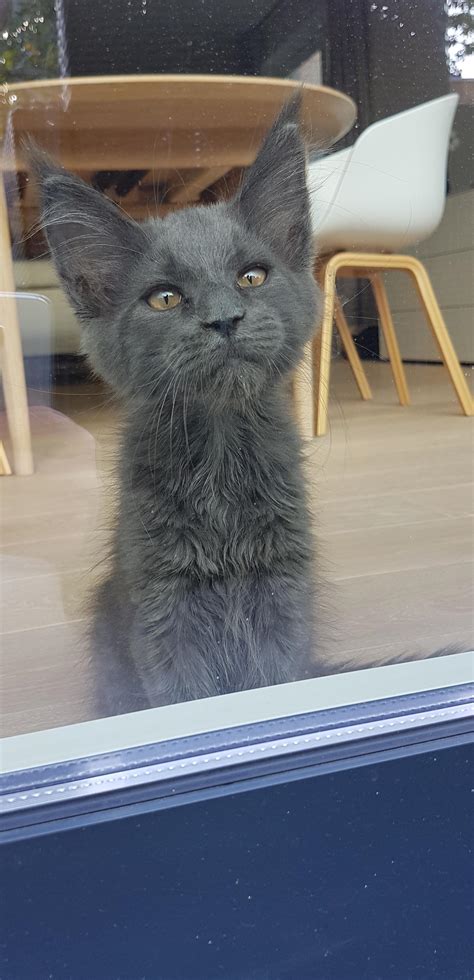 Blue Maine Coon Kitten