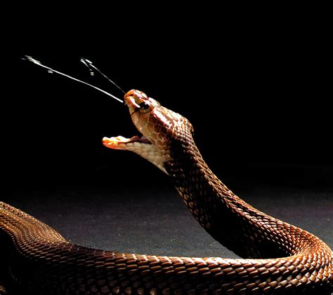 Spitting cobra venoms evolved to cause extreme pain - Institute for Molecular Bioscience ...