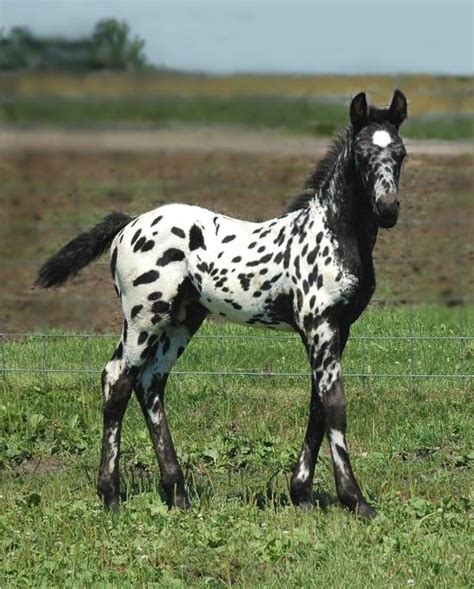 Appaloosa Friesian Sport Horse Foals