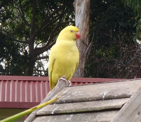 Yellow Bird Identification | BIRDS in BACKYARDS