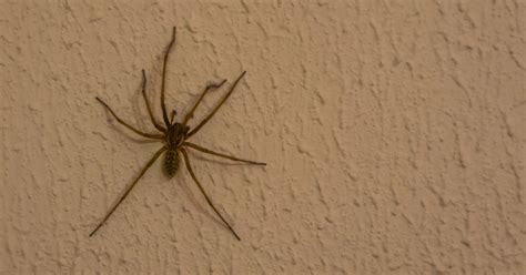 Hobo Spider Vs Giant House Spider