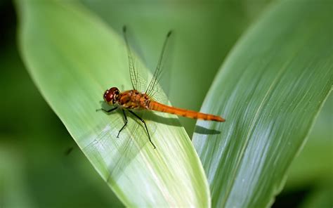 QQ Wallpapers: Amazing Insects Wallpapers Set 2