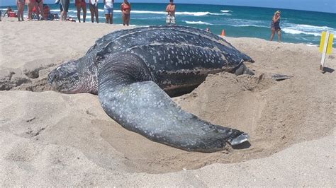 Giant Leatherback Sea Turtle Size