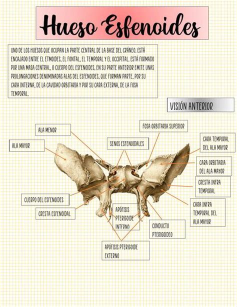Hueso Esfenoides Y Sus Partes