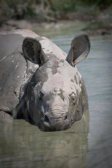 Greater One-horned Rhino | The Wilds