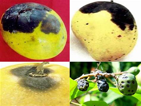 Compendium of Diseases: Mango | HubPages