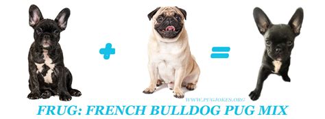 THE FRUG: A Pug French Bulldog Mix Breed — ILLUSTRATION