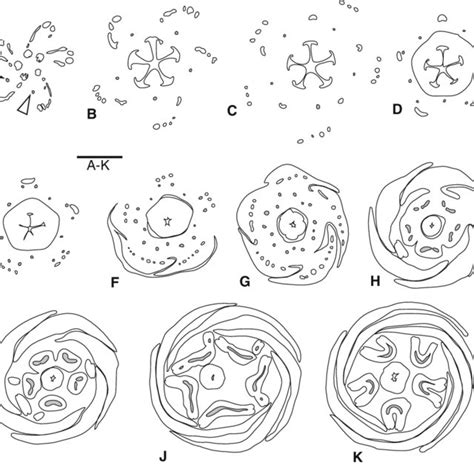 Bombax ceiba. Late stages of androecium development and androecium... | Download Scientific Diagram