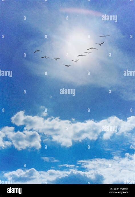 Birds Flying In V-formation Stock Photo - Alamy