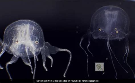 Watch: Hong Kong Scientists Discover Box Jellyfish With 24 Eyes