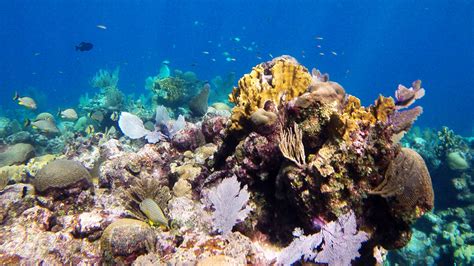 Snorkeling off Seagrape Plantation Resort, Roatan | Snorkeli… | Flickr