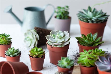 Succulent Plant Care: Light, Temp, Soil, Water and Types of Succulents | Trusted Since 1922